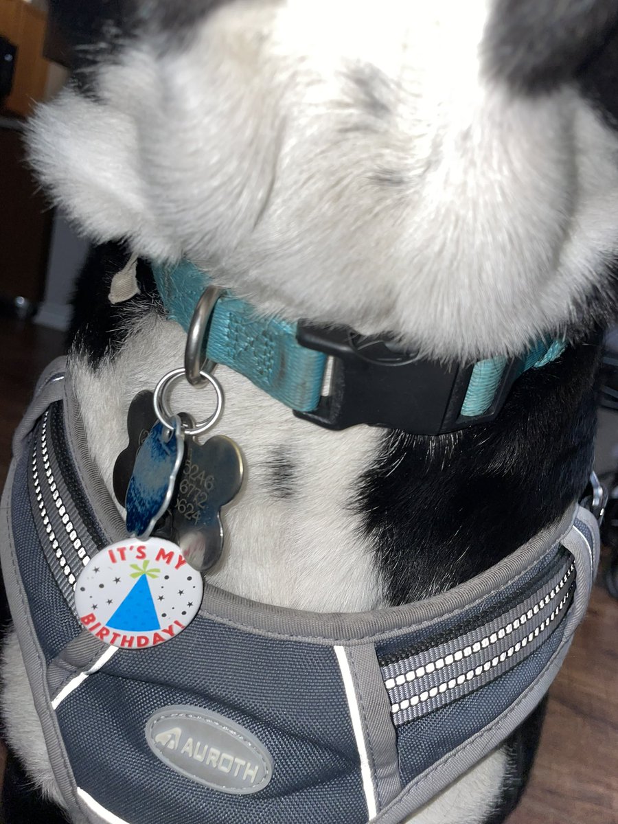 ValeryyyyR's tweet photo. Bruno cumplió un añito desde que llegó a mi vida! Creció muy rápido y me hace feliz que sea mío mío mío. Espero que siempre quiera jugar conmigo y dormir en la puerta de mi cuarto cada noche. Te amo con mi vida Nonnito, gracias por hacerme tan feliz nada más con tu existencia🖤 https://t.co/uI9o5NVgyE