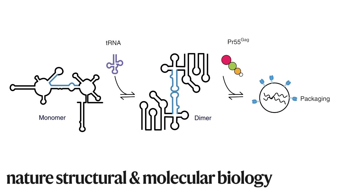 NatureStructMolBiol tweet media