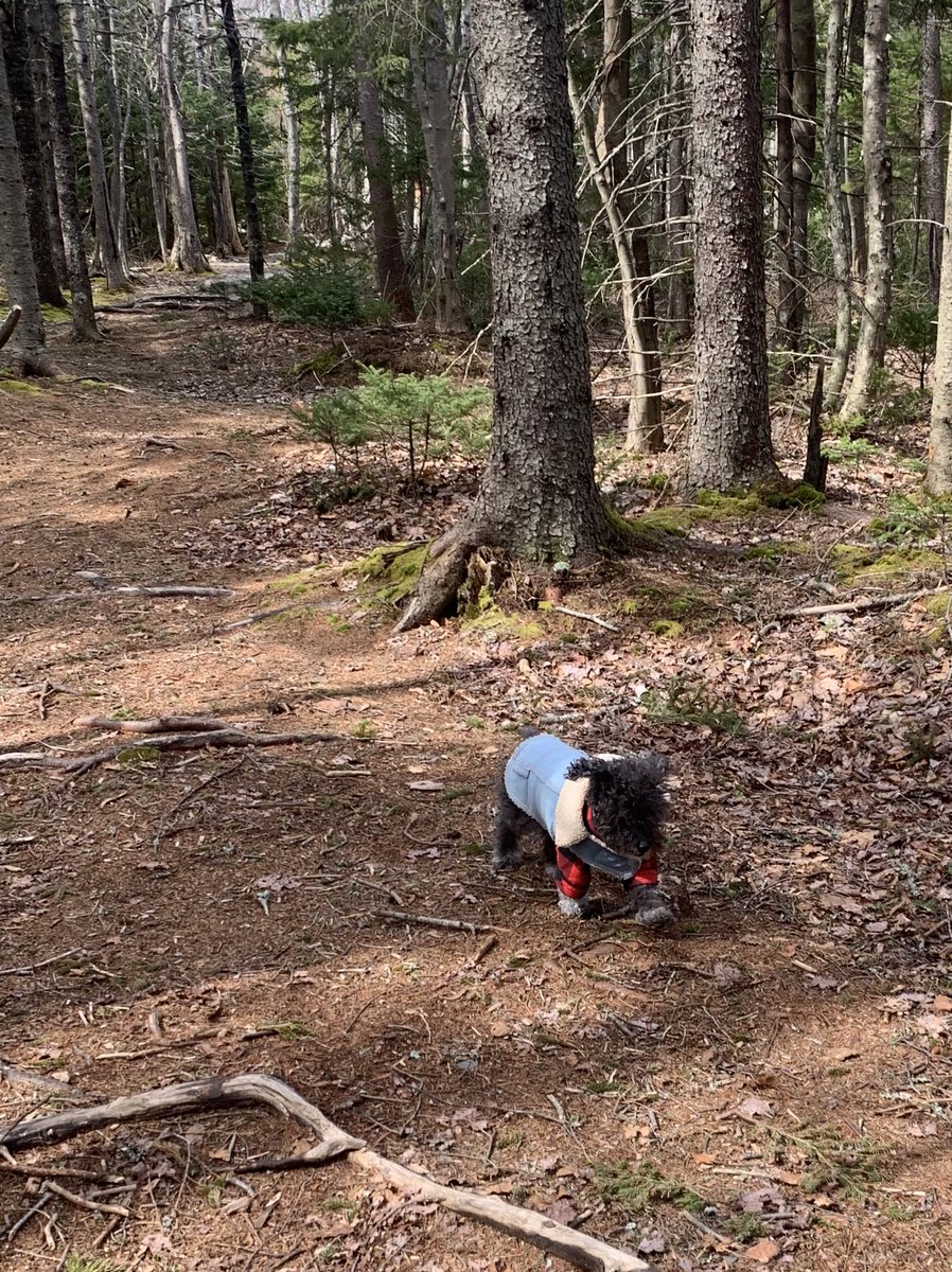 look at this tiny lumberjack