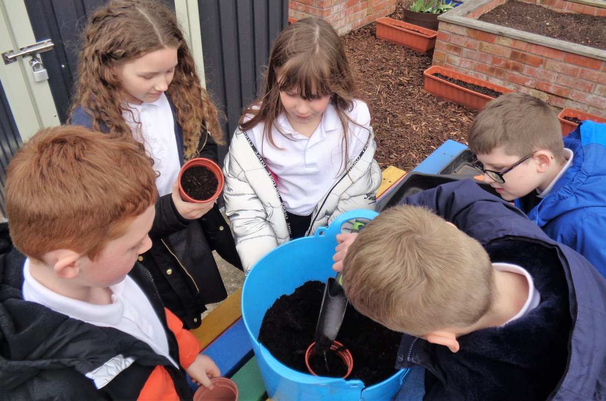 ChaucerJun's tweet photo. Some children from 4CT have enjoyed the 'Every1Plants' session this afternoon in the #schoolgarden They've chosen to plant from #peas #broadbeans #dwarfbeans #beetroot or #sunflowers Hope they grow well at home for you 💚 Mrs Wheatley @KerryLWheatley 🌻 #GrowYourOwn https://t.co/hd9M3YHcCA