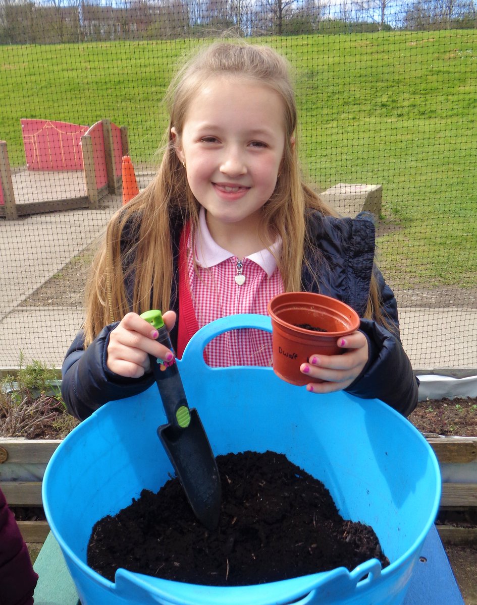 ChaucerJun's tweet photo. Some children from 4CT have enjoyed the 'Every1Plants' session this afternoon in the #schoolgarden They've chosen to plant from #peas #broadbeans #dwarfbeans #beetroot or #sunflowers Hope they grow well at home for you 💚 Mrs Wheatley @KerryLWheatley 🌻 #GrowYourOwn https://t.co/hd9M3YHcCA
