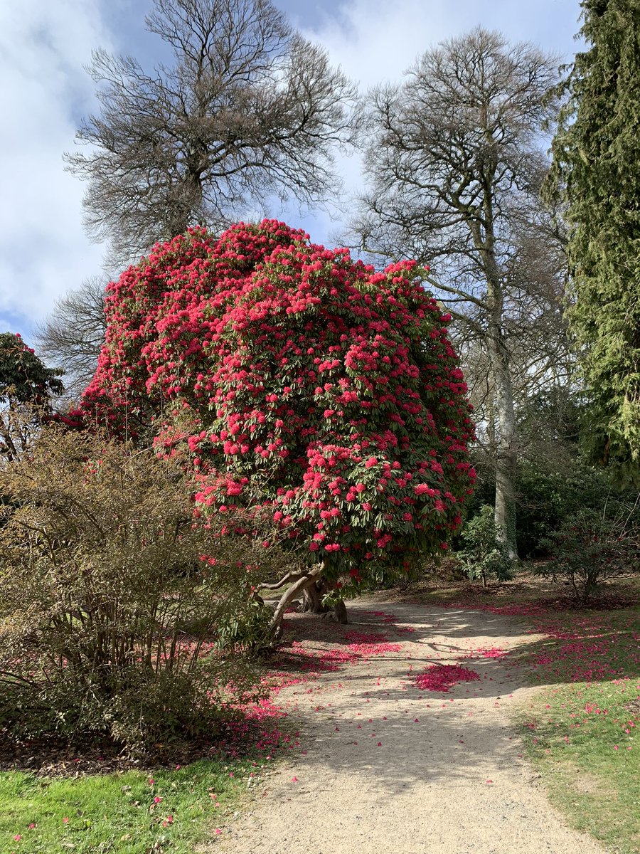 RKavanaghgolf's tweet photo. I am here @TheMasters, no seriously I am at the National Botanic Garden in Kilmacurragh #rhododendronweek https://t.co/Vyh9e7KSNc