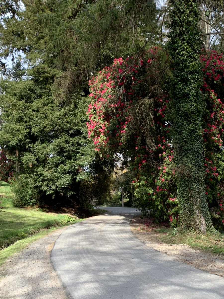 RKavanaghgolf's tweet photo. I am here @TheMasters, no seriously I am at the National Botanic Garden in Kilmacurragh #rhododendronweek https://t.co/Vyh9e7KSNc