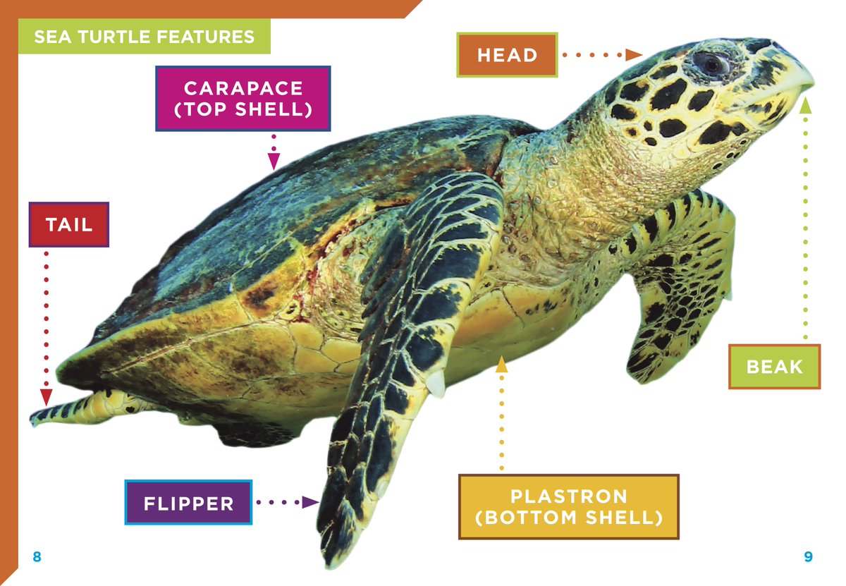 RabBooks's tweet photo. Did you know that the top of a turtleβs shell is called the carapace? The bottom is called the plastron.
#WorldTurtleDay #SeaTurtles #TurtleDay #highinterestbooks #BlackRabbitBooks https://t.co/WdW5SpWyfa