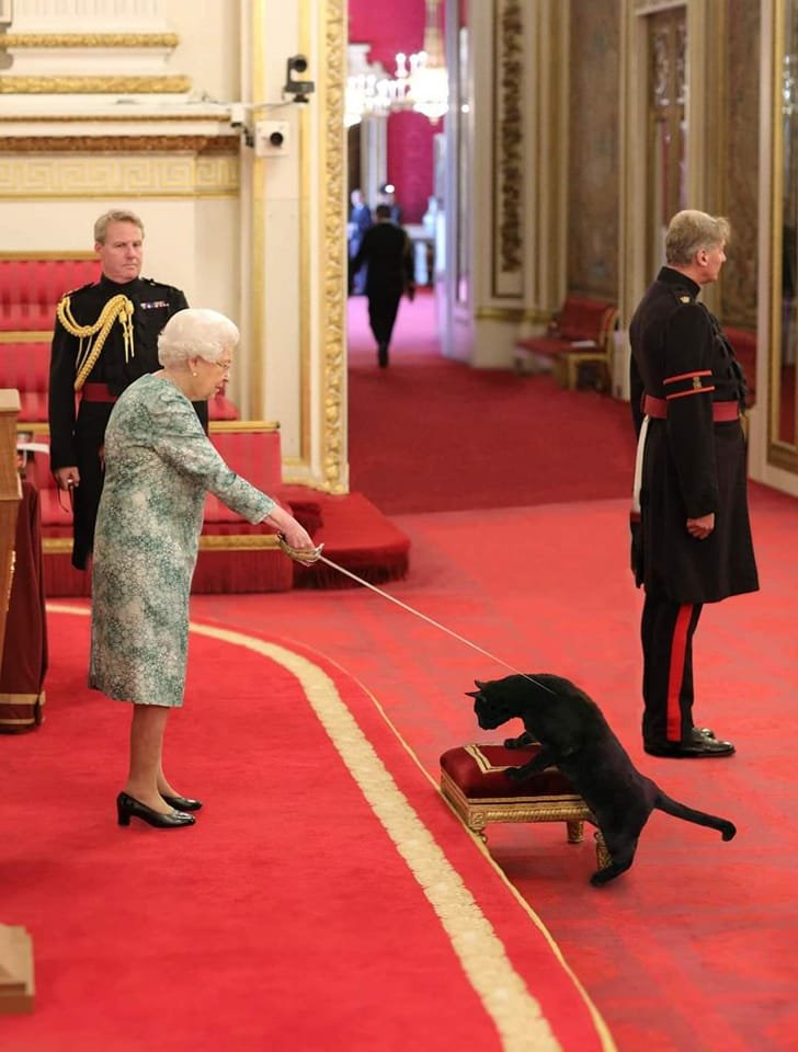 Eu te declaro Sir Gatinho