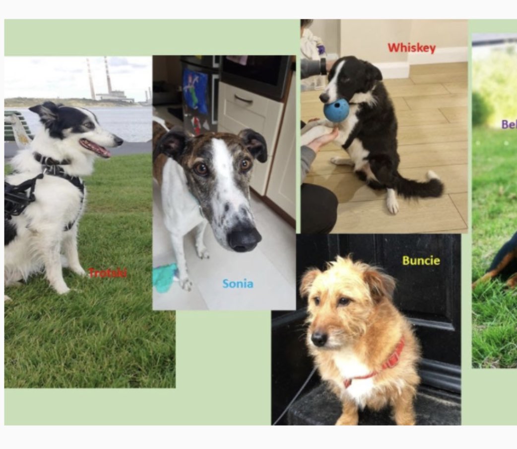 I’m so proud of my Buncie he has taken part in a UCD research project on dog microbiomes and has made it into the e-zine. What a gorgeous boy 🥰😍🥰😍