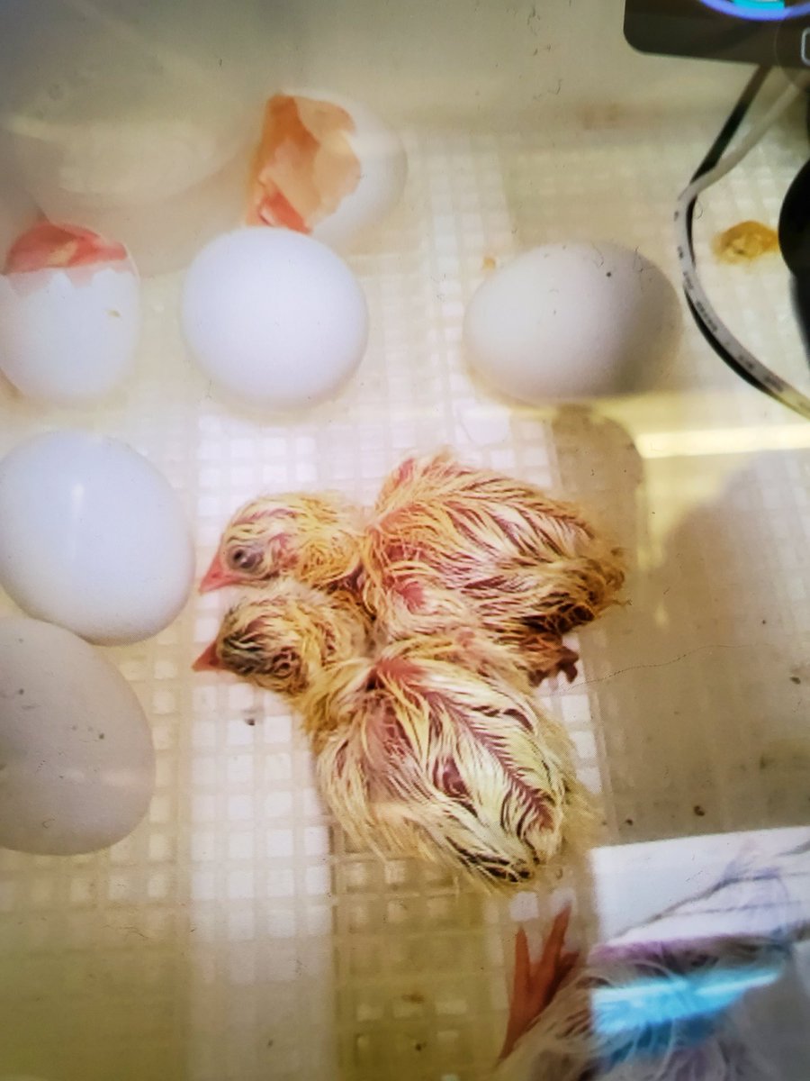Our classroom chicks started hatching today! To see our students reactions as we watched them hatch was the sweetest thing! As of now, we have 5/10 hatched chickies! 
🐣🐤🐥❤
<a href="/KaitReder/">Kaitlin Reder</a> <a href="/GreenvilleES/">Greenville ES</a> <a href="/FCPS1News/">Fauquier Schools VA - NEWS</a> <a href="/FCPS1Science/">FCPS1 Science</a> <a href="/fcps/">Fernanda Cristina</a>