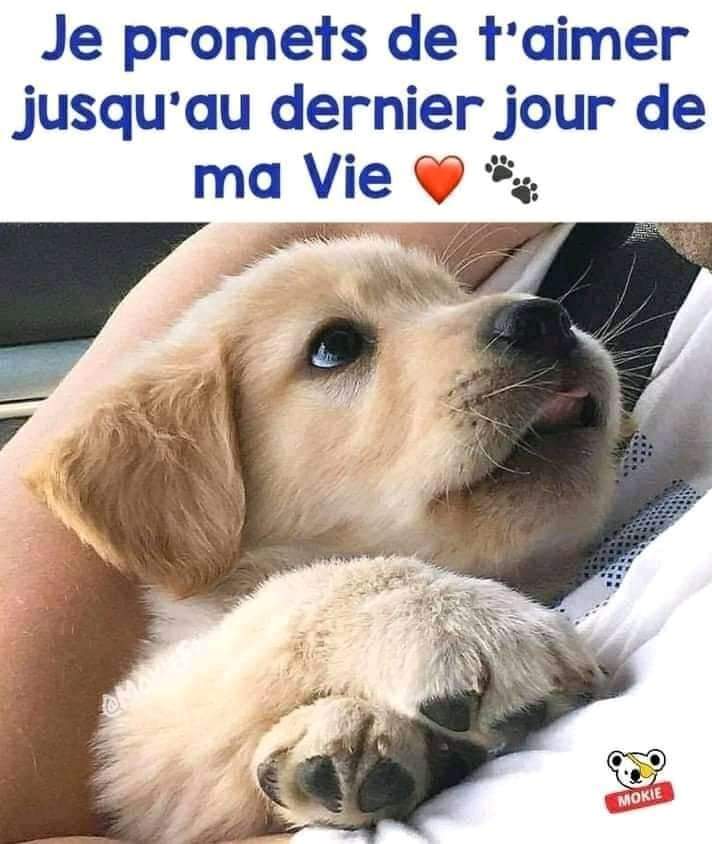 animaux_planete's tweet image. Je te promets de t'aimer jusqu'au dernier jour de ma vie 🤍🥰