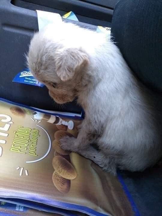 perros_shidoris's tweet photo. “Estas fotos son de una perrita que alguien metió en una bolsa y la tiró a un contenedor de basura. Como pueden ver, es una cachorra, es un bebé de otra especie, pero es un bebé y alguien lo tiro cómo si fuera basura, viva dentro de una bolsa con nudo.

#NoAlMaltratoAnimal https://t.co/NRCPmHPKVr