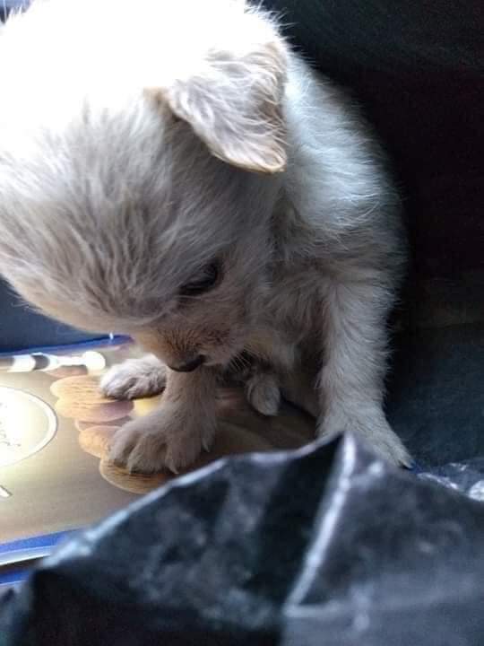 perros_shidoris's tweet photo. “Estas fotos son de una perrita que alguien metió en una bolsa y la tiró a un contenedor de basura. Como pueden ver, es una cachorra, es un bebé de otra especie, pero es un bebé y alguien lo tiro cómo si fuera basura, viva dentro de una bolsa con nudo.

#NoAlMaltratoAnimal https://t.co/NRCPmHPKVr
