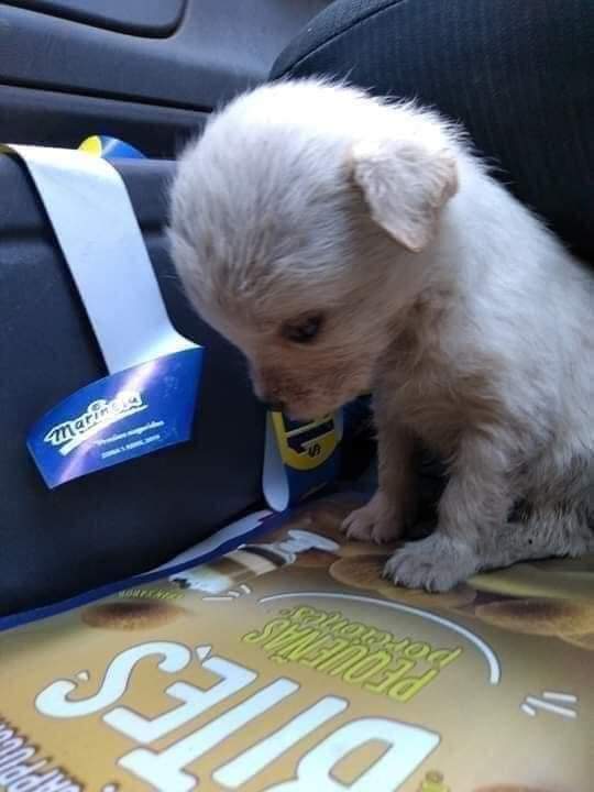 perros_shidoris's tweet photo. “Estas fotos son de una perrita que alguien metió en una bolsa y la tiró a un contenedor de basura. Como pueden ver, es una cachorra, es un bebé de otra especie, pero es un bebé y alguien lo tiro cómo si fuera basura, viva dentro de una bolsa con nudo.

#NoAlMaltratoAnimal https://t.co/NRCPmHPKVr