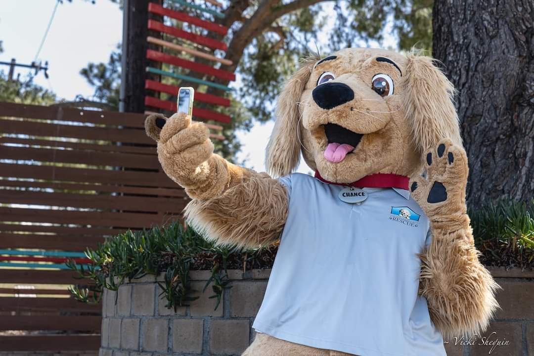 SoCalGoldenRetr's tweet photo. @GRCGLARescue Mascot is the cutest! See you Sunday at 10 a.m Chance! All infos at https://t.co/uuKDBC8K2I #goldiepalooza #goldiepalooza2022 See you there @NBCLA @CBSLA @KTLA @ABC7 @Univision @foxla @ocregister @latimes @peoplepets @WatchAKCTV @ShannaNBCLA @AlexBistonTV ❤ https://t.co/6x2zlL1RxY