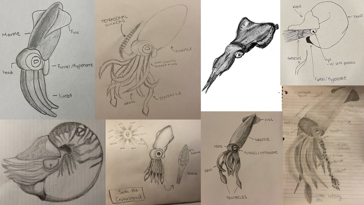 RookeAC's tweet photo. Squid N Squad (Cephalopods) @deskbologne #InsertAnInvert 3/7 https://t.co/guzg5aKMuH