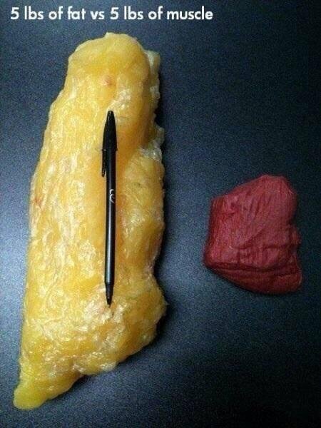 BarBorItr's tweet photo. @Limanaroali @tnplop @annaszlezak Chodzi o to, że objętość 1kg tkanki tłuszczowej jest znacznie większa niż objętość 1kg tkanki mięśniowej https://t.co/hnLw0h15KE