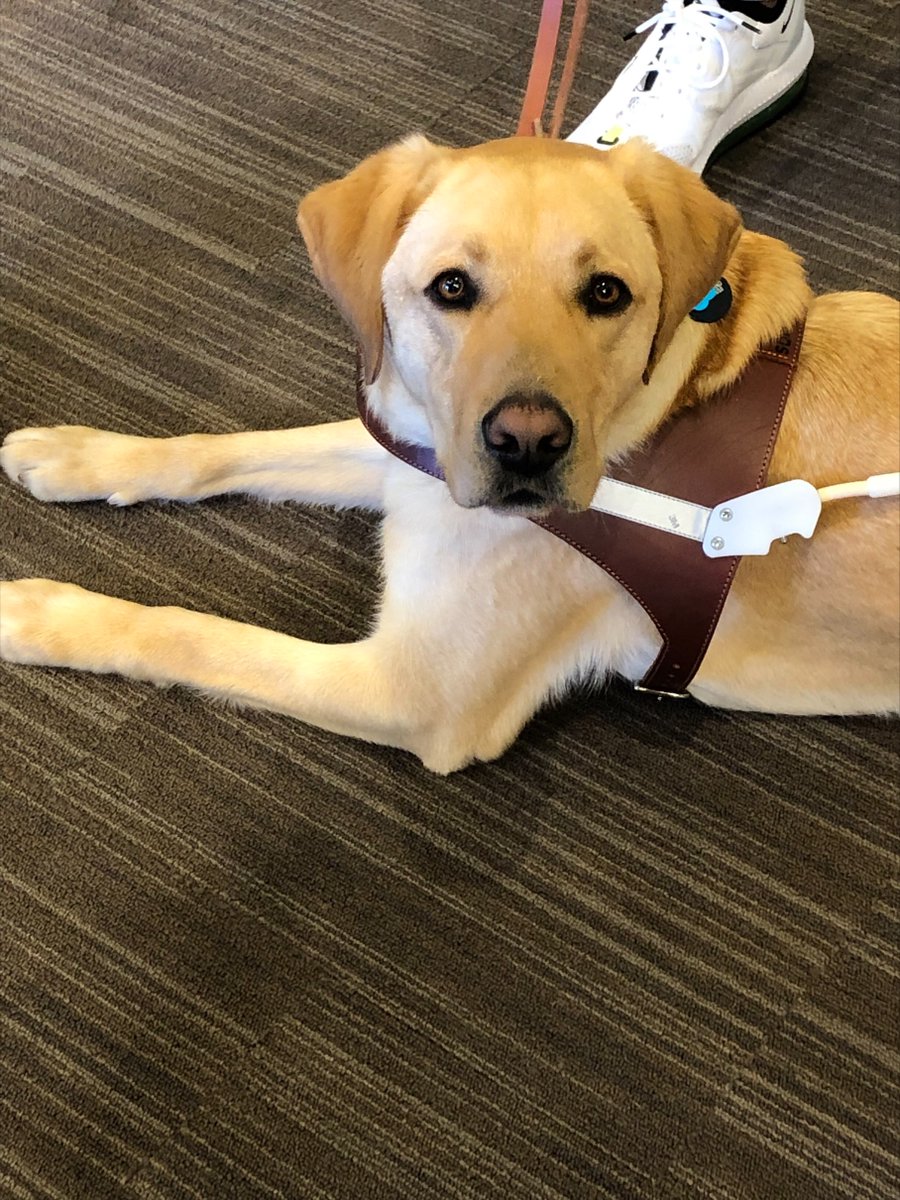 mikemarelli's tweet photo. Congrats to Lighthouse and his new partner on graduating as a team last Saturday.  He grew up so fast and happy to see him go on and do great work.  This is what a mission driven organization is all about.  Thank you GBD for everything you do. @GDB_official https://t.co/FnxefWMUrV
