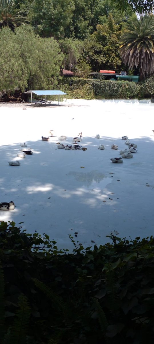 moonadamic's tweet photo. Patos del Parque México ¡SIN agua! Urge se le vuelva a llenar el estanque @AlcCuauhtemocMx
Atención @PAOTmx y @AgatanCdmx, favor de instar a la alcaldía a cuidar adecuadamente a estos animales. https://t.co/q4QL3k5KV1