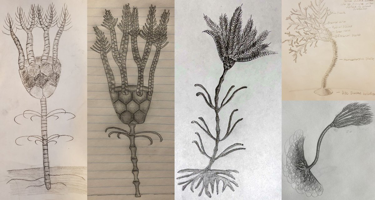 RookeAC's tweet photo. Crinoid Chronicles #InsertAnInvert 5/7 https://t.co/W5HzKAjiW3
