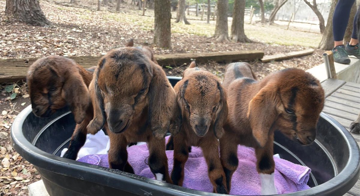 AnimalOrthocare's tweet photo. Just a few kids in a cozy barrel!
Photo Credit: @hillcountryranchtexas
#farmanimal #kids #goat #babygoats #cuddle #bed #naptime #cozy #barrel #noplacelikehome #ranch #farmanimalsofinstagram #goatlover #backyardpoultry #lambsofinstagram #farmsmatter #goatsofig #goatfarmer https://t.co/mBlzmNq7DD