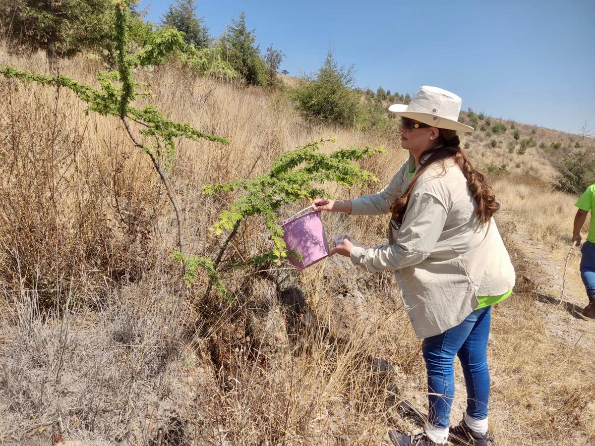 AmbienteEdomex's tweet photo. Las jornadas de mantenimiento a reforestaciones, buscan garantizar la supervivencia de los árboles. Por ello voluntarios de @Earthgonomic y guardaparques de la #CGCE de la #SMAGEM realizaron estos trabajos en el paraje “Jardines del Recuerdo” en el #ParqueEstatalSierraDeGuadalupe https://t.co/rwuc4AWf6p