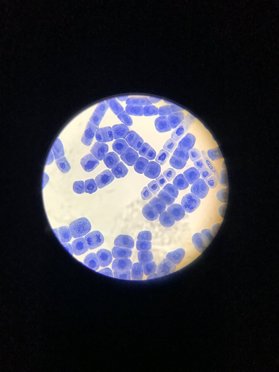 Lismore Science tweet media