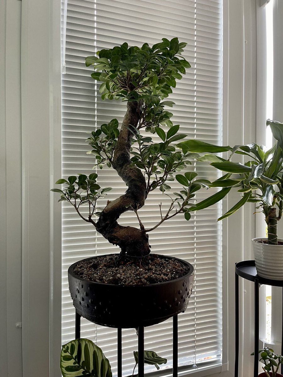 plantsbloke's tweet photo. Ficus! #HouseplantHour https://t.co/onIMxBZrMx