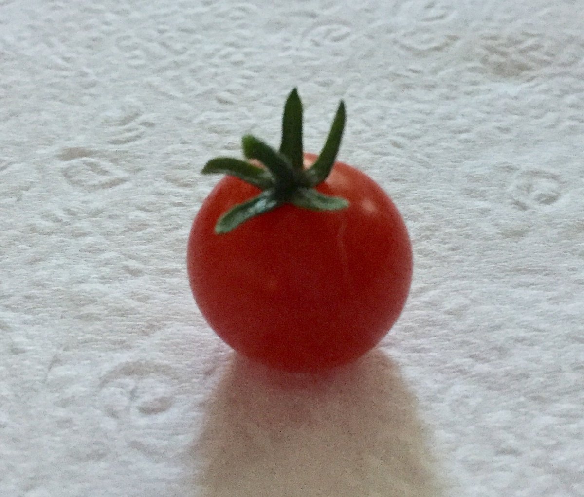 GemmaMouse's tweet photo. I don’t have anything important to say except I hope you enjoy this little tomato and it helps you feel happy today. #tinyadventure #simplepleasures #tomato #Vegetable #happy #important https://t.co/uoGz8qeBcO