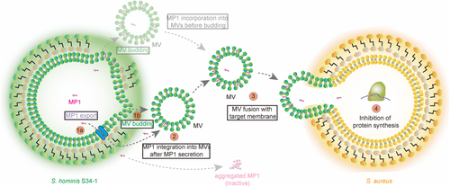 Really exciting study from the Otto and Li labs. Investigating the novel mechanism of micrococcin P1 release/activity from Staphylococcus hominis