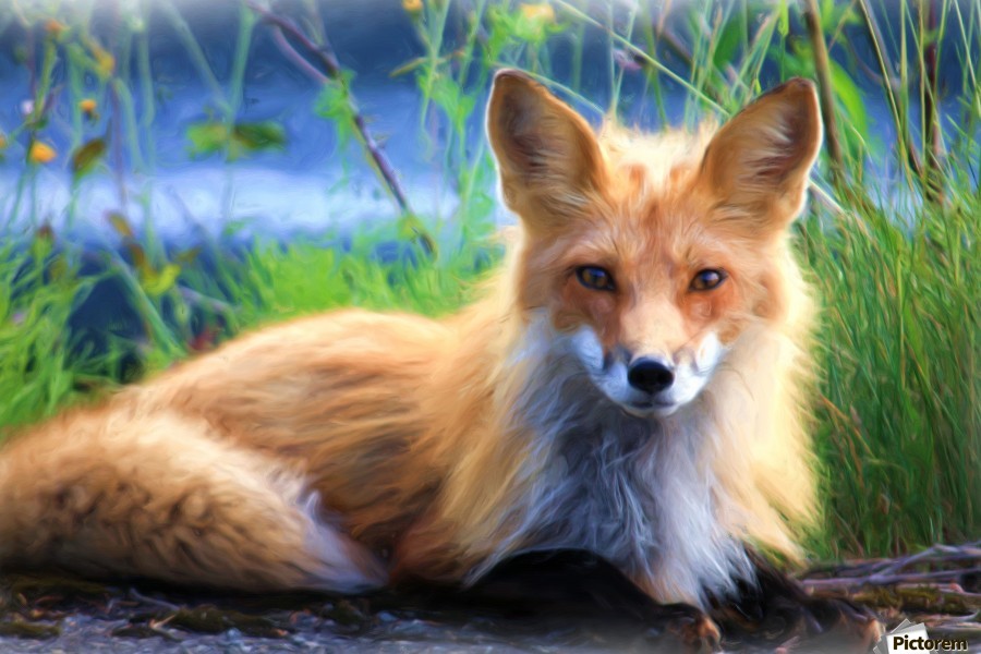 Can You Spot The Differences In These Images? 🦊 👀#SneakPeek #TalkToEarn #SolanaNFTs