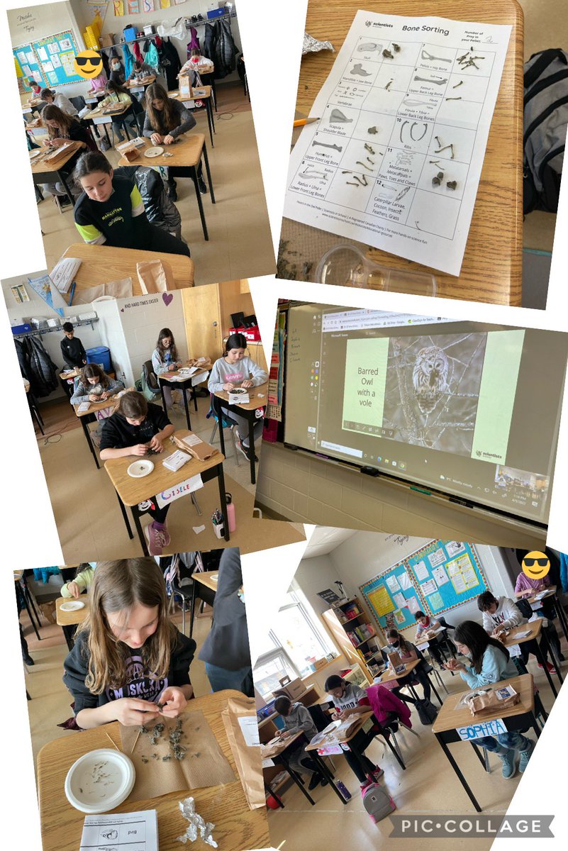 MmeGirimonte's tweet photo. 🦉 Hooo’s in the owl pellet?! 🦉 Investigating and dissecting a sterile owl pellet with #ScientistsInSchool Classifying bones and identifying an owl’s prey. @HOFAM_DPCDSB @mrs_felice https://t.co/KhthlDO2ff