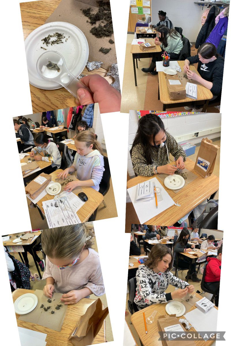 MmeGirimonte's tweet photo. 🦉 Hooo’s in the owl pellet?! 🦉 Investigating and dissecting a sterile owl pellet with #ScientistsInSchool Classifying bones and identifying an owl’s prey. @HOFAM_DPCDSB @mrs_felice https://t.co/KhthlDO2ff