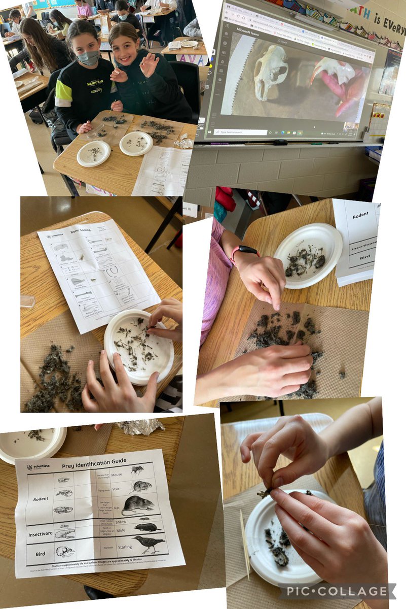 MmeGirimonte's tweet photo. 🦉 Hooo’s in the owl pellet?! 🦉 Investigating and dissecting a sterile owl pellet with #ScientistsInSchool Classifying bones and identifying an owl’s prey. @HOFAM_DPCDSB @mrs_felice https://t.co/KhthlDO2ff