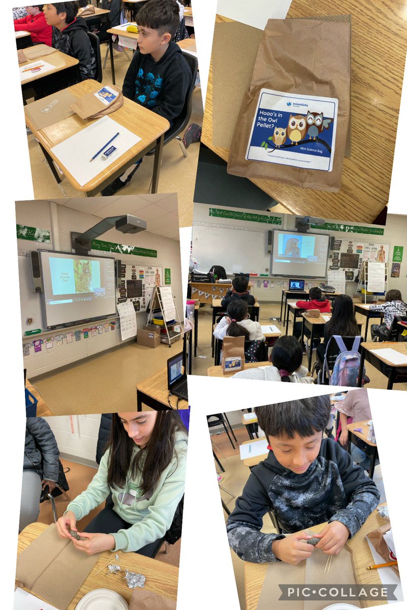 MmeGirimonte's tweet photo. 🦉 Hooo’s in the owl pellet?! 🦉 Investigating and dissecting a sterile owl pellet with #ScientistsInSchool Classifying bones and identifying an owl’s prey. @HOFAM_DPCDSB @mrs_felice https://t.co/KhthlDO2ff