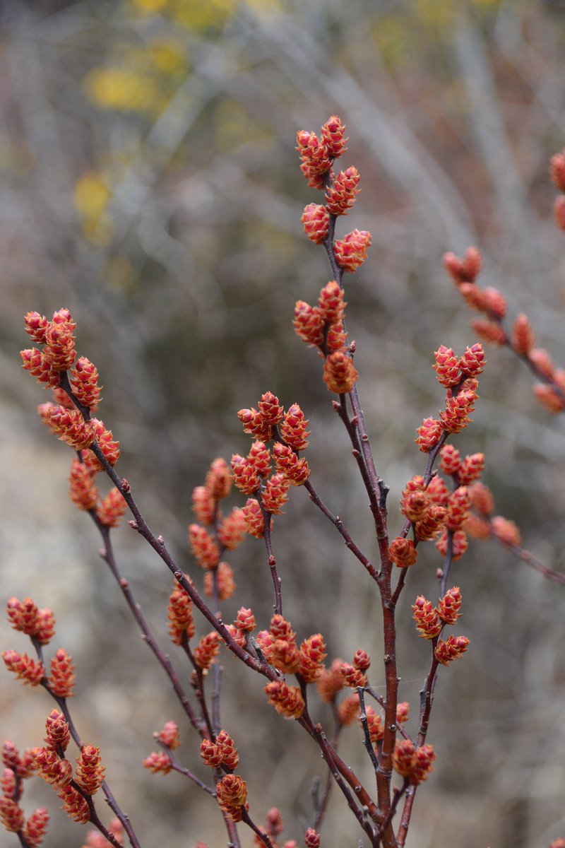GuyPeadar's tweet photo. Male and female Bog Myrtle catkins at Peatlands Pk Co.Armagh today. https://t.co/Wij43bfFzb