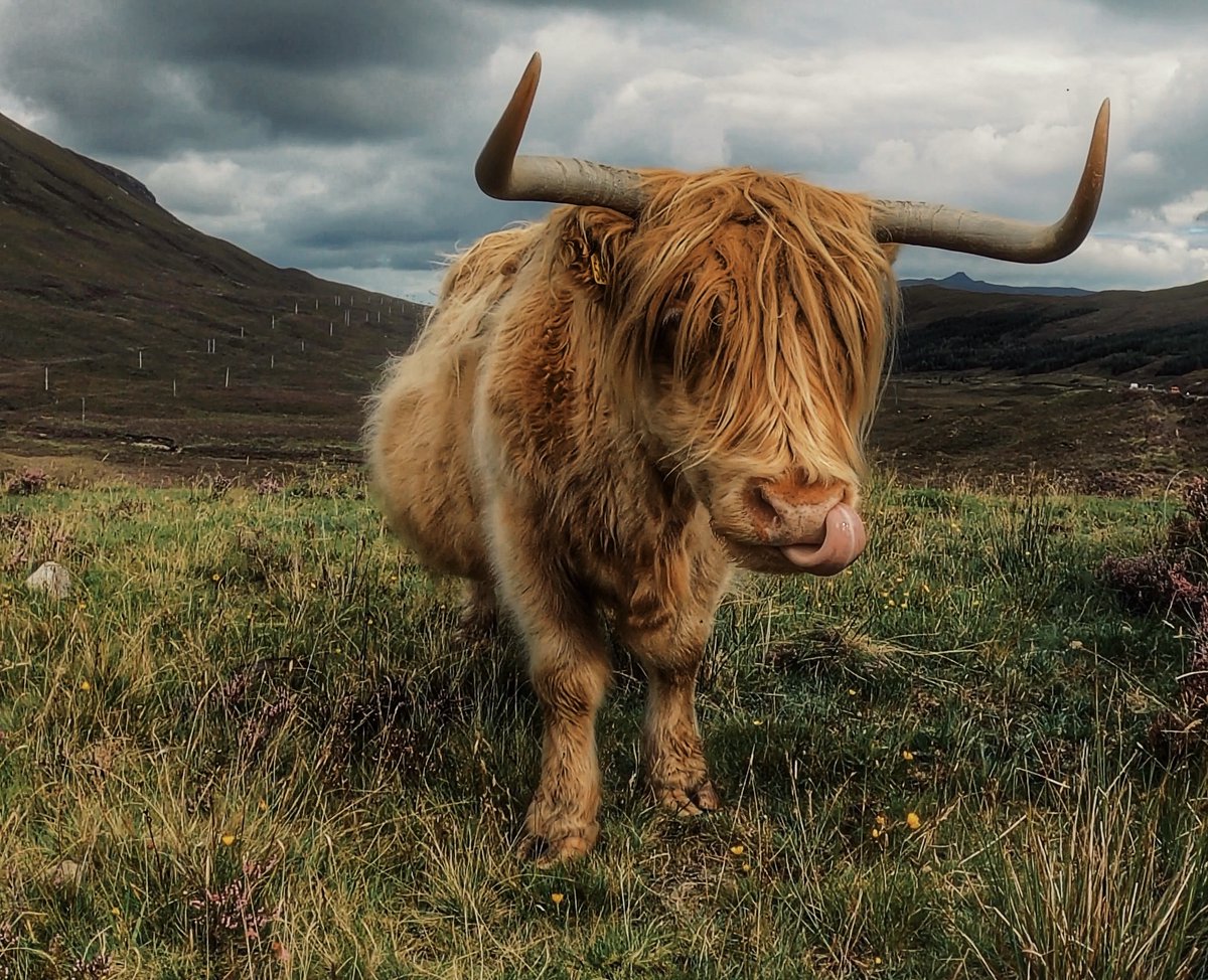 Happy #Coosday from Skye 🐮🏴󠁧󠁢󠁳󠁣󠁴󠁿

#Scotland #ScottishIsland #RespectProtectEnjoy @VisitScotland