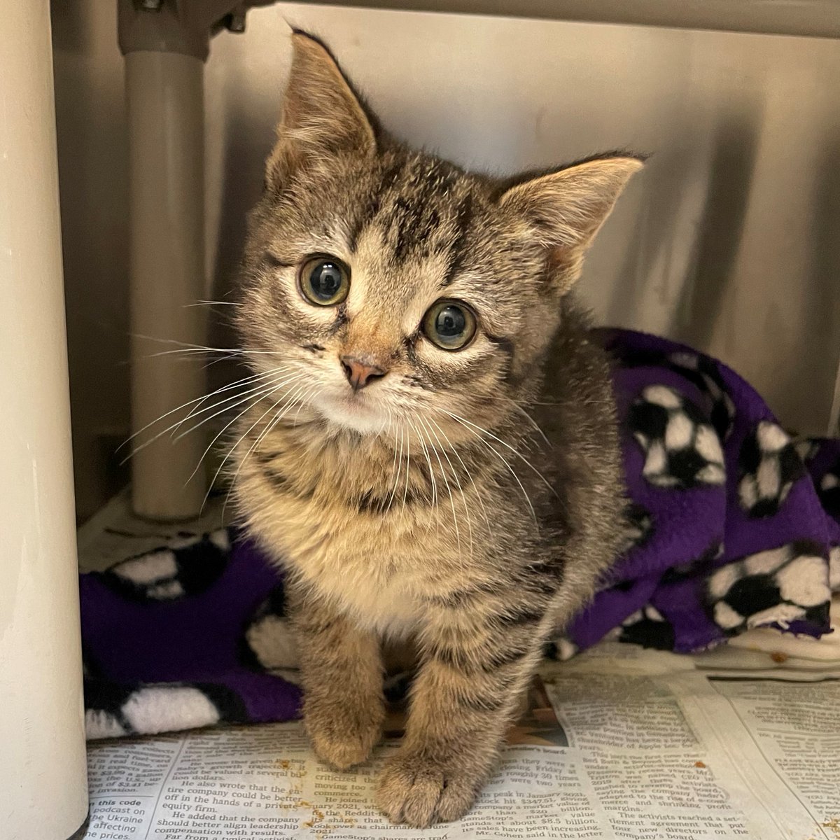 Listen, we don't care what anyone says. You NEED Corndog! 😍

Stop by KHS at 3313 N Hillside to meet Corndog, and learn all about her at kshumane.org/adopt/pet-deta…