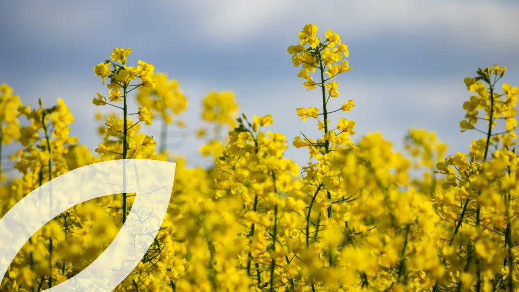 CONSULAI's tweet photo. 🙌 The Operational Group Oleocolza, of which #CONSULAI is a partner, which has as its main objective the study and dissemination of rapeseed cultivation, has launched a manual: Technical Itinerary: Rapeseed Cultivation
👉 Learn more, here: https://t.co/8kE2X3JyUB https://t.co/f5PWlWVZzr