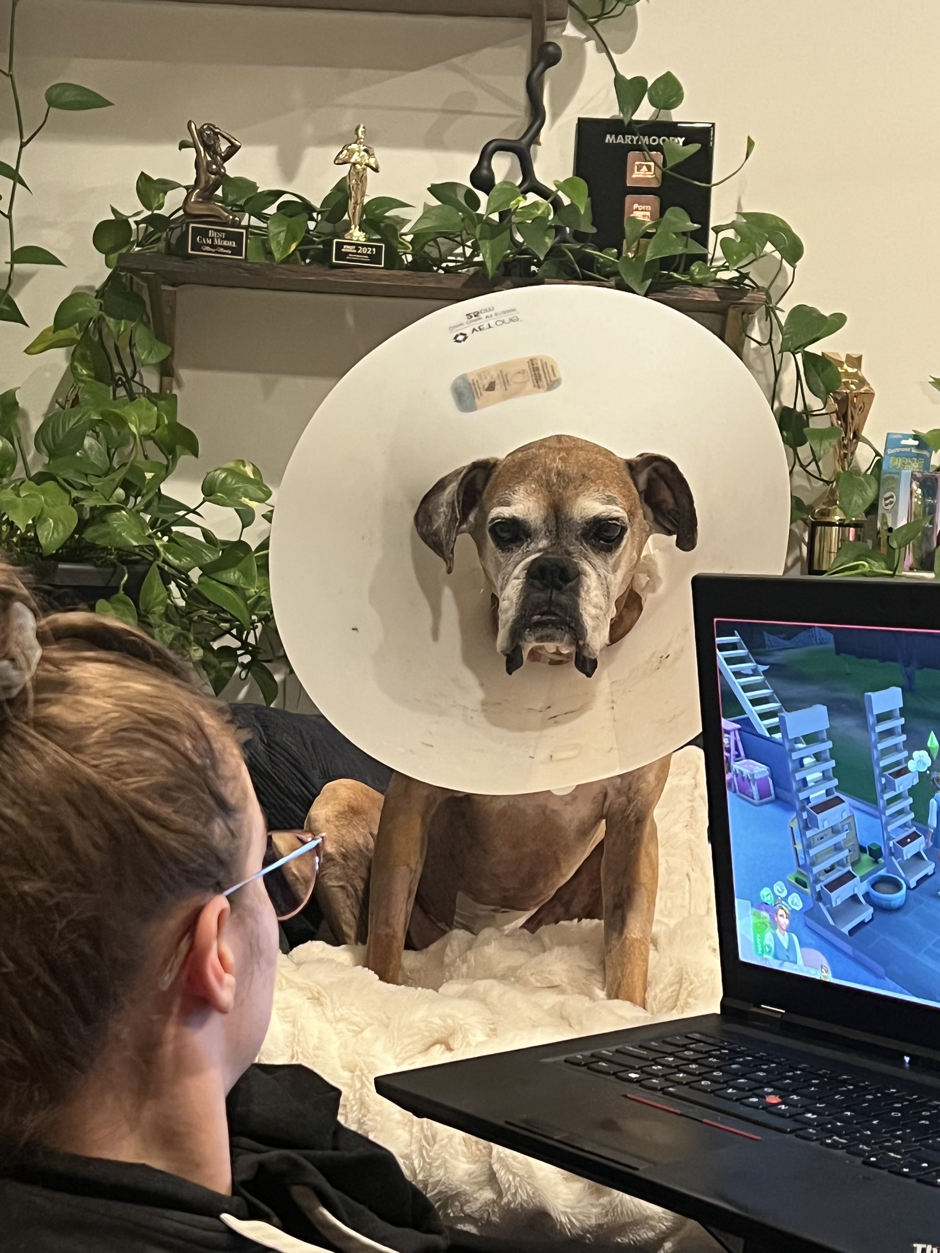 🌈 Mary Moody Free OF on Twitter "Vet called & said "Copper