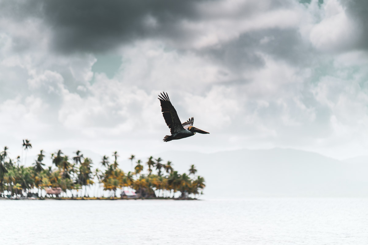 Pilonn's tweet photo. Le Pélican

#Panama #SanBlasIsland #Mer #AmeriqueCentrale #Beach #Sea #DreamLife #nature #photo #travel #travelphotography #pelican #birds #oiseaux https://t.co/LjSANdnVYC