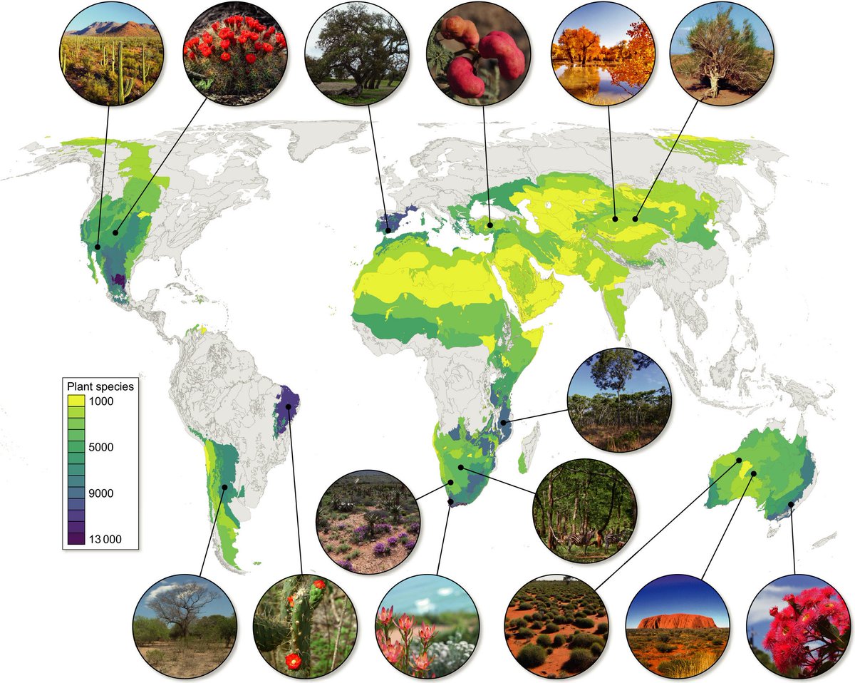Abiotic stress in plants (Green Survivors) (@abioticstress) on Twitter photo New #TansleyReview by <a href="/ftmaestre/">Fernando T. Maestre</a> <a href="/Maestrelab/">Maestre Lab</a> @BlasBenito <a href="/MiguelBerdugo1/">Miguel Berdugo</a> <a href="/ManuDelBaq/">ManuDelgadoBaquerizo</a> <a href="/DJ_Eldridge/">David John Eldridge</a> <a href="/Guirado_e/">Emilio Guirado</a> @NicolasPGross <a href="/sonia_kefi/">Sonia Kefi</a> <a href="/rochoahueso/">Raúl Ochoa Hueso</a> <a href="/NewPhyt/">New Phytologist</a> <a href="/wileyplantsci/">Wiley Plant Science</a>
✔️#Biogeography of global #drylands
🔓nph.onlinelibrary.wiley.com/doi/10.1111/np…
<a href="/AbioticStress/">Abiotic stress in plants (Green Survivors)</a> #PlantSci #OpenAccess New #TansleyReview by <a href="/ftmaestre/">Fernando T. Maestre</a> <a href="/Maestrelab/">Maestre Lab</a> @BlasBenito <a href="/MiguelBerdugo1/">Miguel Berdugo</a> <a href="/ManuDelBaq/">ManuDelgadoBaquerizo</a> <a href="/DJ_Eldridge/">David John Eldridge</a> <a href="/Guirado_e/">Emilio Guirado</a> @NicolasPGross <a href="/sonia_kefi/">Sonia Kefi</a> <a href="/rochoahueso/">Raúl Ochoa Hueso</a> <a href="/NewPhyt/">New Phytologist</a> <a href="/wileyplantsci/">Wiley Plant Science</a>
✔️#Biogeography of global #drylands
🔓nph.onlinelibrary.wiley.com/doi/10.1111/np…
<a href="/AbioticStress/">Abiotic stress in plants (Green Survivors)</a> #PlantSci #OpenAccess