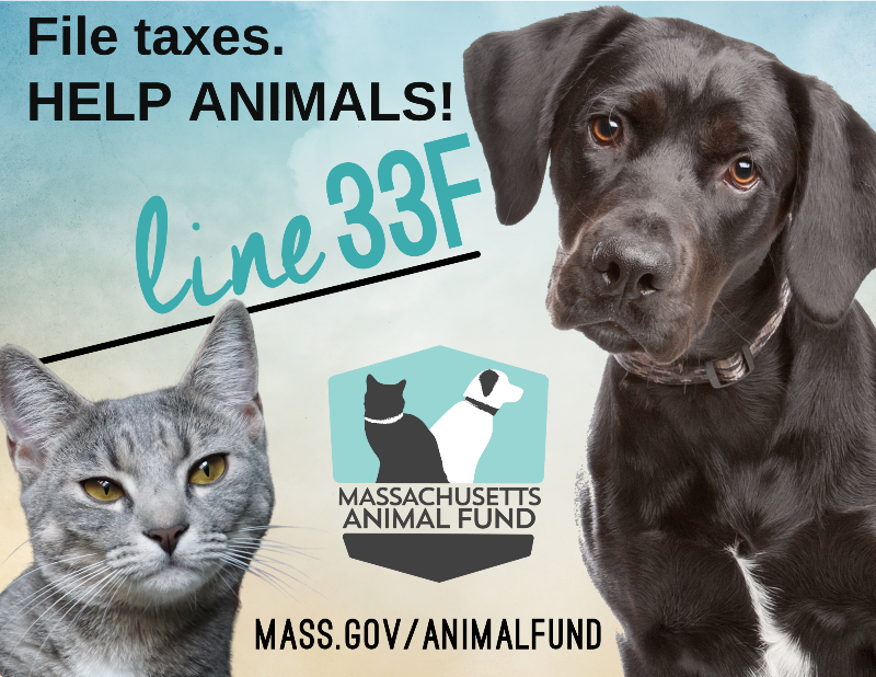 MRFRScats's tweet photo. Every year you have the opportunity to donate to @Line33f of your state income taxes to help MRFRS and other orgs #spay &amp; #neuter pets to prevent overpopulation. The deadline for MA state taxes is 4/18 so now's the time to consider donating to Mass. Animal Fund. 😺 https://t.co/5nnZM2ksce