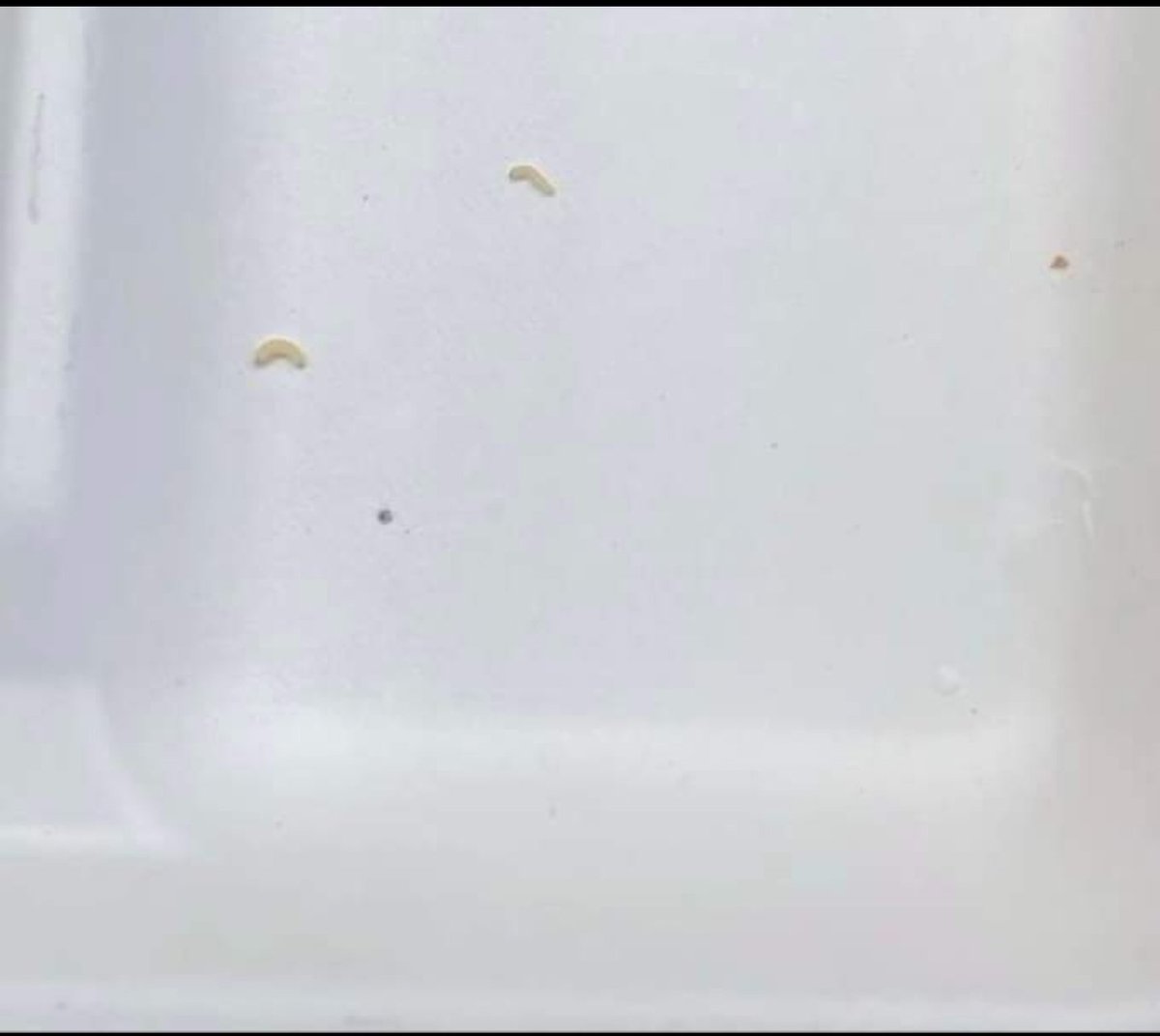 SnarkyMedia's tweet image. More problems with meals at LRSD. Central High is serving up extra protein.