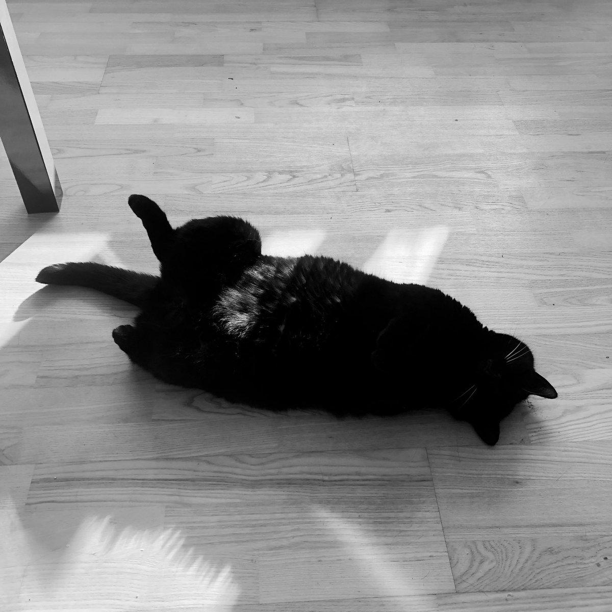 aeriflame's tweet photo. #catstatus https://t.co/KYlWnKiL1d