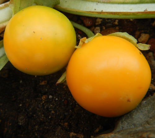 richo_cech's tweet photo. Standard heads-up, the fruits of Mandragora turcomanica are ripening and so once again we do have availability of this rare species at strictly medicinal seeds. https://t.co/PkSVrgxUQy https://t.co/DfUoFuQbsW
