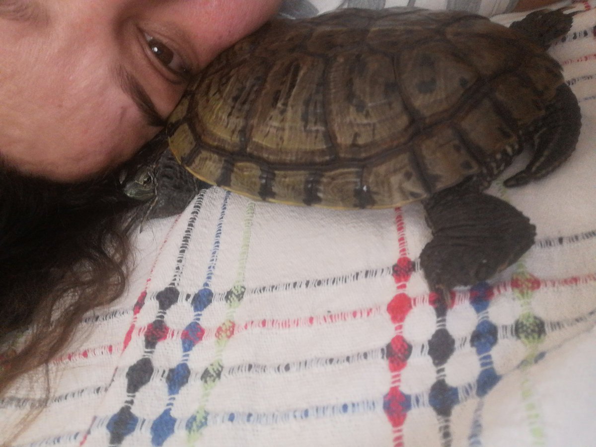 Seil02635117's tweet photo. #DemekÖyle #tosbik 🤔🐢😍 https://t.co/HwgbOPSn6A