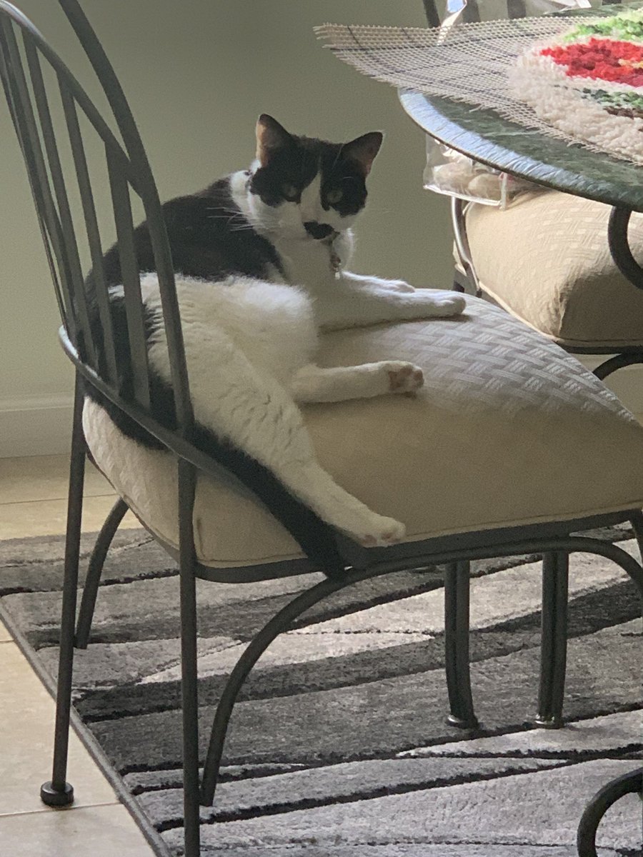 DeeDee35021778's tweet photo. Whatchu lookin at?
#DeeDeesUniverse #FriendsNeeded #CatsOfTwitter  #cats  #tuesdayvibe https://t.co/6xqw3JW7Fr