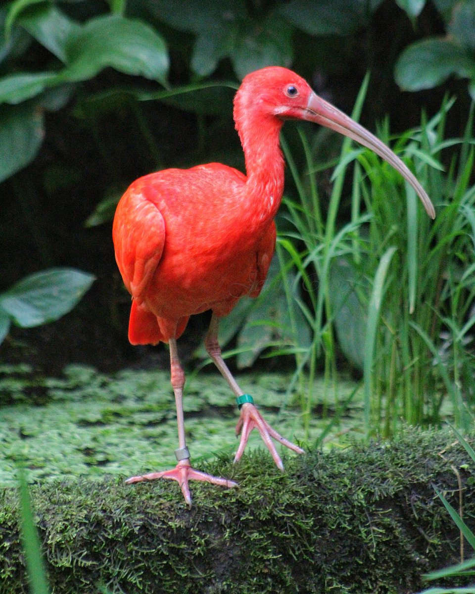 JelaniRoos's tweet photo. De Rode ibis, is een hele mooie vogel uit de familie van ibissen en lepelaars.
-Rode ibis (Eudocimus ruber) (afnemend)
📸 Canon 4000D / 75-300mm L
📆 12 mrt '22
#fotografie #foto #canon #dslrcamera #photographing #photographs #photography #rodeibis #ibis #scarletibis #birding https://t.co/uvLUW2LTxG
