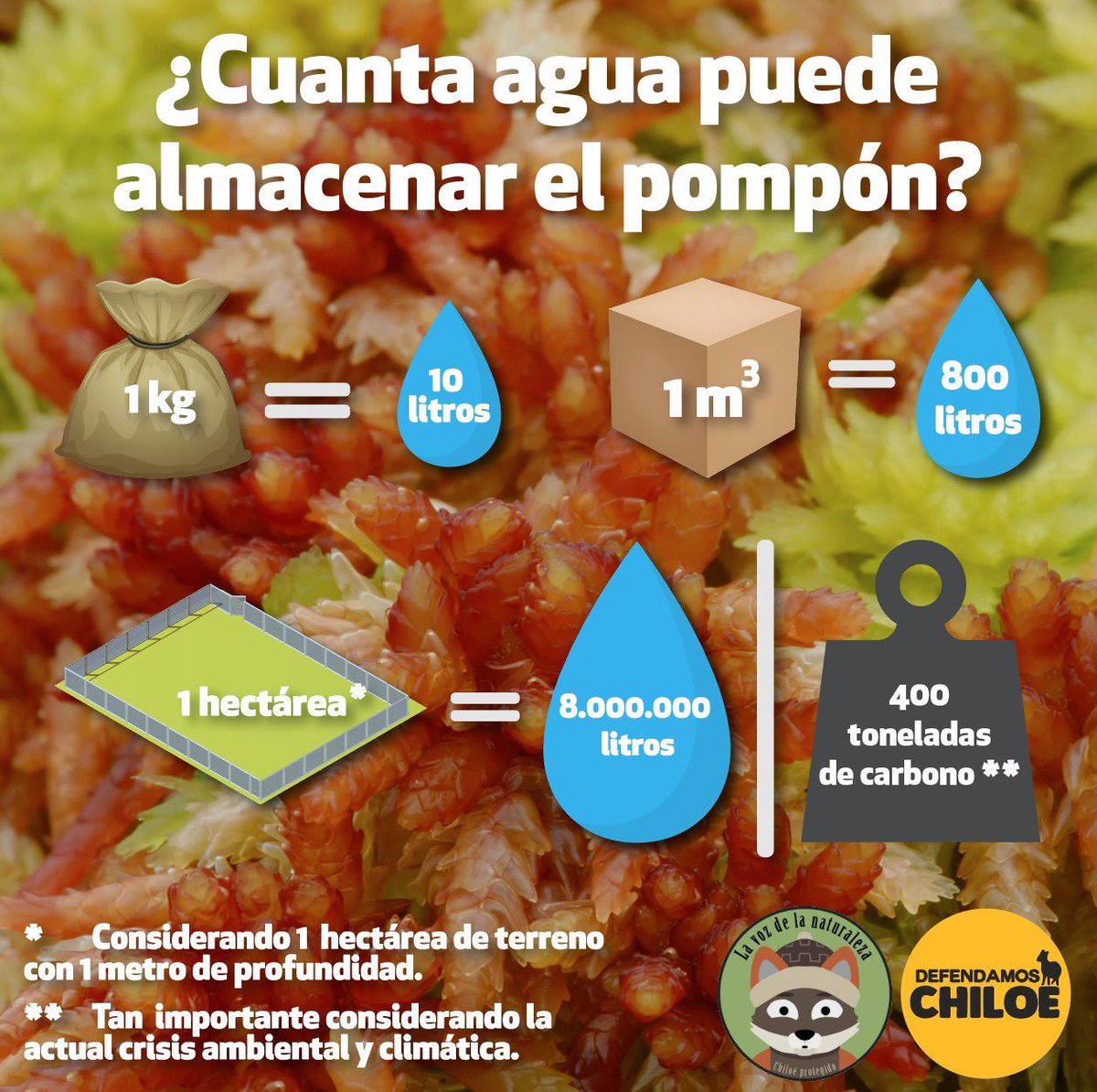 DefendamsChiloe's tweet photo. #ChileSeEstaSecando 
➡️Una hectárea de pompón con solo 1 metro de profundidad podría almacenar 8 millones de litro de agua.
➡️Capturando cerca de 400 tons de CO2.
➡️Mañana aprobamos la ley que prohíbe explotación de turberas y pomponales.
@Maisa_Rojas @tvalenzuelavt @pamela_poo https://t.co/AnhmunOWoI