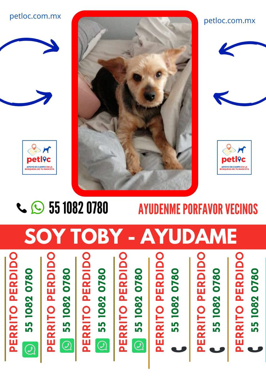 SaludAlma's tweet photo. Se perdió el 3 de abril en Acoxpa y Periférico si lo viste por favor comunícate con nosotros al 55 1082 0780 ó 55 6627 6468 

Es un mestizo Yorki con Chihuahua color café, orejas puntiagudas, no trae su placa, come alimento especial porque está en tratamiento.
#acoxpa #periferico https://t.co/C6Jle3Hj1d