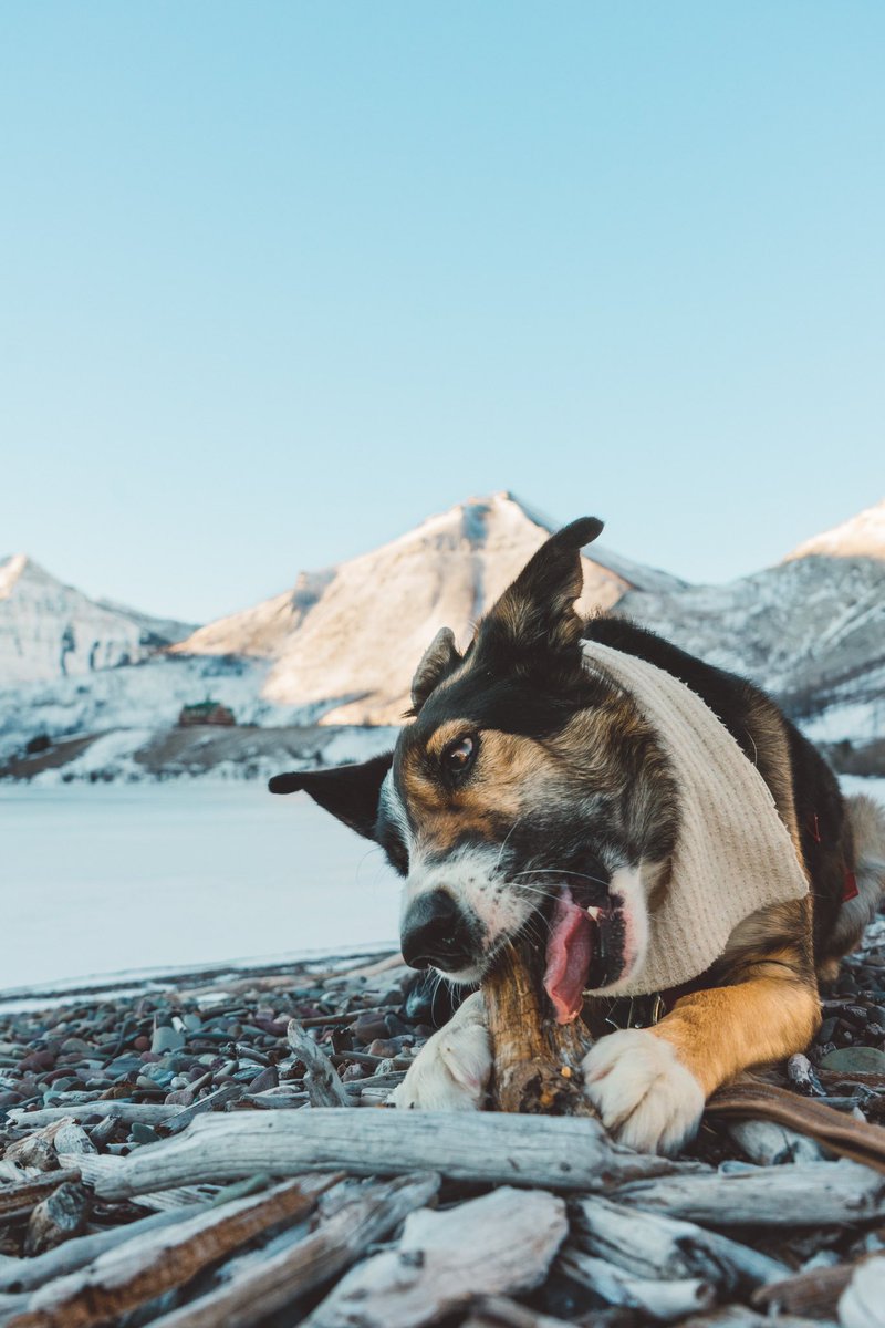 Do go I it. B JJ try to by  a z. V lug  r adhh h ol bc Ed v am🧼 - 
- tweet by Chossy herself #twitterdogcommunity #DogsofTwittter #dogs