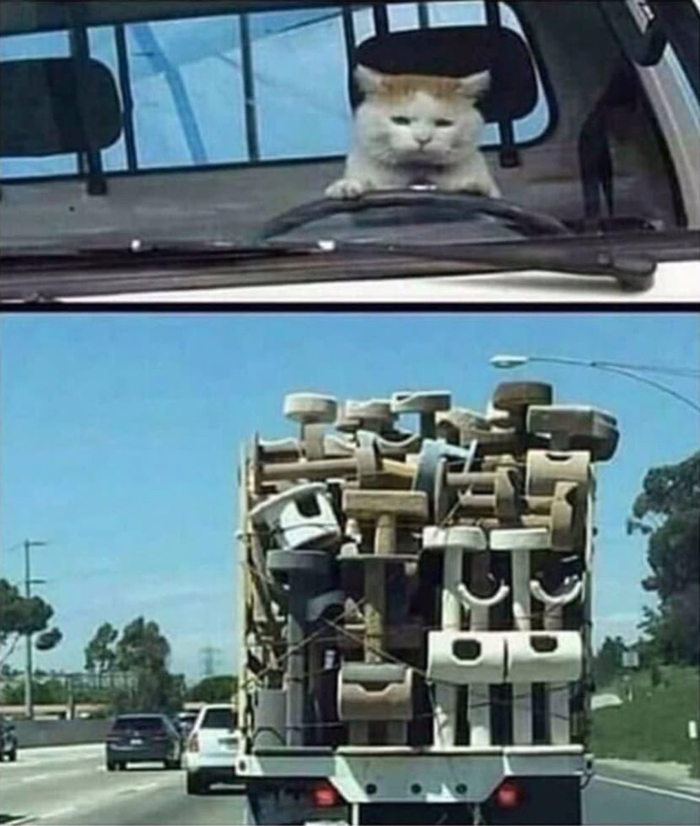 cats with jobs 🛠 tweet media